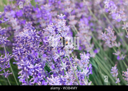Abeille sur une fleur de lavande violette dans un champ de lavande en été. Bourdon sur une fleur de lilas lavande sur une journée ensoleillée. Banque D'Images