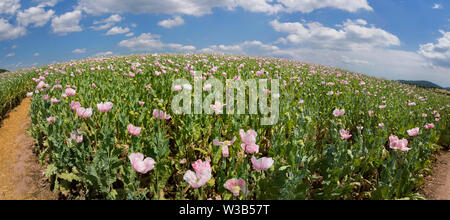 Champ de pavot à opium, Germerode, Werra-Meissner district, Hesse, Allemagne Banque D'Images