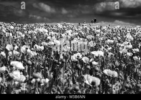 Champ de pavot à opium, Germerode, Werra-Meissner district, Hesse, Allemagne Banque D'Images