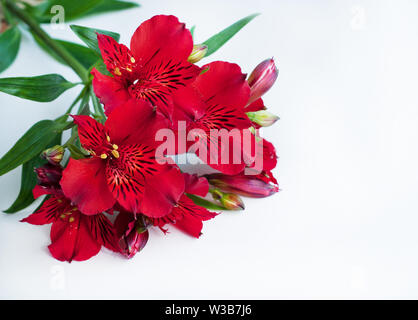 Les fleurs rouges sur fond blanc. Bouquet de fleurs coupées. Lily péruvienne. Banque D'Images