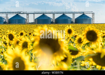 Champ de tournesol en fleur avec une récolte stockage ascenseur sur un arrière-plan. La production d'huile de tournesol et de l'exportation concept Banque D'Images