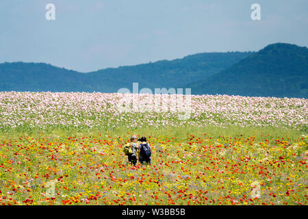 Champ de pavot à opium, Germerode, Werra-Meissner district, Hesse, Allemagne Banque D'Images