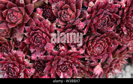 Close up of common houseleek ou Poule et poussins (Sempervivum Red Ace) Banque D'Images