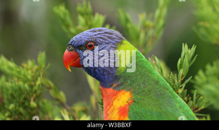 Allfarblori Parrot en Australie Banque D'Images