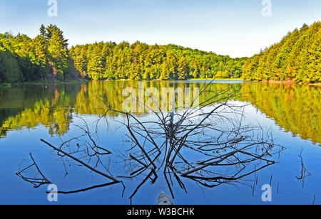 Arbre mort dans le lac Banque D'Images