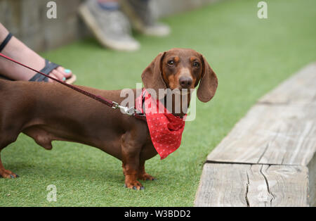 Brighton UK 14 Juillet 2019 - un petit Mash dancer prend part à la première mondiale de la Pop Disco Bingo Doggy show qui a eu lieu au Théâtre de plein air de Brighton aujourd'hui. Crédit : Simon Dack / Alamy Live News Banque D'Images