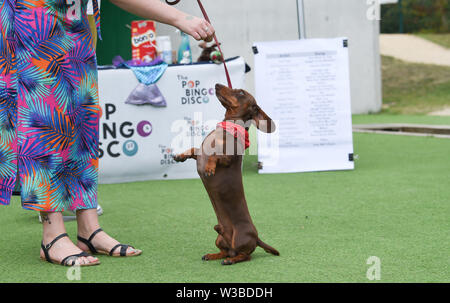 Brighton UK 14 Juillet 2019 - un petit Mash dancer prend part à la première mondiale de la Pop Disco Bingo Doggy show qui a eu lieu au Théâtre de plein air de Brighton aujourd'hui. Crédit : Simon Dack / Alamy Live News Banque D'Images