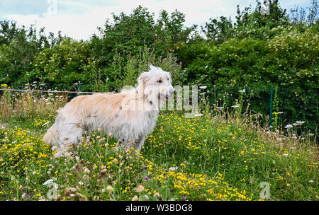 Brighton UK 14 Juillet 2019 - Les chiens et leurs propriétaires obtenir vers le bas pour un mélange de danser en discothèque et un jeu de bingo qu'ils prennent part à la première mondiale de la Pop Disco Bingo Doggy show qui a eu lieu au Théâtre de plein air de Brighton aujourd'hui. Crédit : Simon Dack / Alamy Live News Banque D'Images