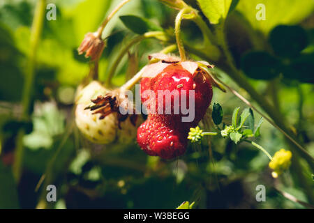 Fraises fraîches qui sont cultivées en serre Banque D'Images