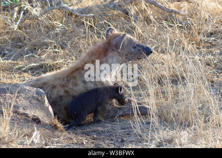 Les Hyènes tachetées (Crocuta crocuta), le mensonge mère avec les jeunes à l'entrée du terrier, tôt le matin, Kruger National Park, Afrique du Sud, l'Afrique Banque D'Images