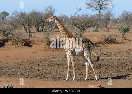 South African Girafe (Giraffa camelopardalis giraffa), adulte debout à un point d'eau à sec, alerte, Kruger National Park, Afrique du Sud, l'Afrique Banque D'Images