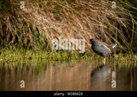 Une Gallinule poule d'eau (Gallinula chloropus) marcher dans l'eau Banque D'Images