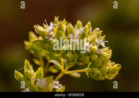 Détail de fleurs blanches d'origanum vulgare Banque D'Images
