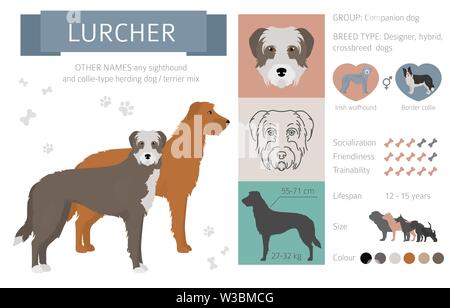 Les chiens concepteur, rocé, mélange hybride de chats collection isolated on white. Style télévision infographique clipart. Vector illustration Illustration de Vecteur