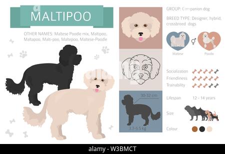 Les chiens concepteur, rocé, mélange hybride de chats collection isolated on white. Style télévision infographique clipart. Vector illustration Illustration de Vecteur