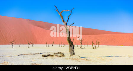 Camel thorn arbres dans l'argile de pan, à Deadvlei Soussusvlei, Namibie Banque D'Images