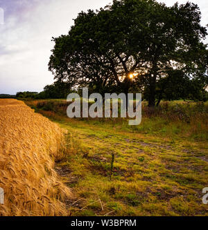 Soleil du Soir, champ de Suffolk. Évocatrices. Banque D'Images