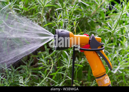 Jardin Portable système d'irrigation automatique tuyau en plastique avec une tête de pulvérisation douche monté sur la pelouse L'arrosage. Banque D'Images