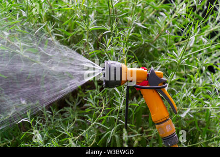 Jardin Portable système d'irrigation automatique tuyau en plastique avec une tête de pulvérisation douche monté sur la pelouse L'arrosage. Banque D'Images