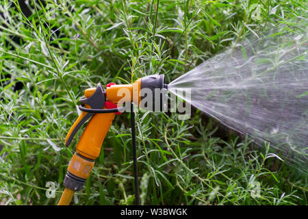 Jardin Portable système d'irrigation automatique tuyau en plastique avec une tête de pulvérisation douche monté sur la pelouse L'arrosage. Banque D'Images