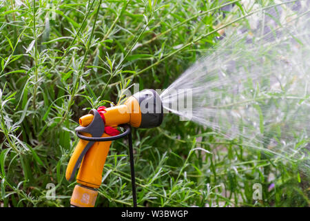 Jardin Portable système d'irrigation automatique tuyau en plastique avec une tête de pulvérisation douche monté sur la pelouse L'arrosage. Banque D'Images