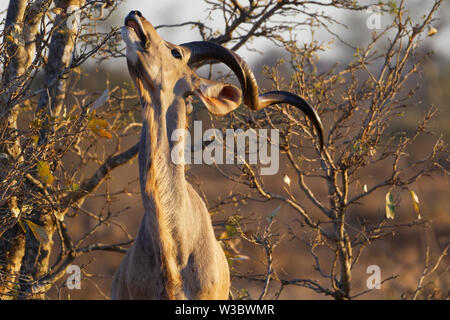 Grand koudou (Tragelaphus strepsiceros), les mâles adultes se nourrissent de feuilles, lumière du soir, Kruger National Park, Afrique du Sud, l'Afrique Banque D'Images