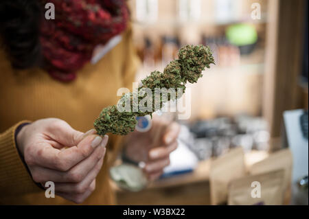 Close up of Cannabis Sativa blossom Banque D'Images