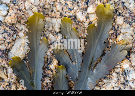 Crémaillère / rack dentelée (Fucus serratus) les algues de l'océan Atlantique Nord Banque D'Images