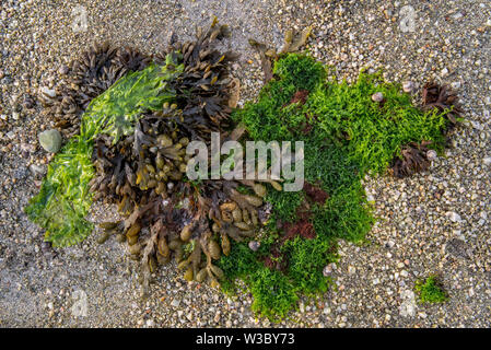 Gutweed (Ulva intestinalis / Enteromorpha intestinalis), la laitue de mer (Ulva lactuca) et spiral / rack grille plate (Fucus spiralis) lavés on beach Banque D'Images