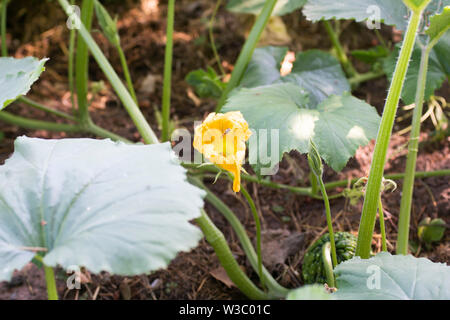 Abeille volant pour trouver le pollen de la fleur de citrouille Banque D'Images