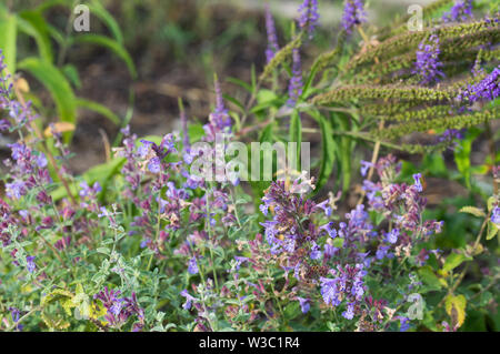 Salvia pratensis meadow clary, meadow sage flowers in garden Banque D'Images