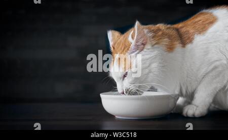 Cute cat renifle au bol d'alimentation. Vue de côté avec l'espace de copie. Banque D'Images