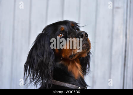 Portrait d'un setter Gordon Banque D'Images