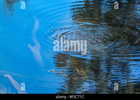 Platypus dans Broken River, Eungella, Queensland, Australie Banque D'Images