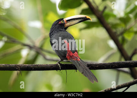 Libre d'un pâle-mandibled Aracari perché sur une branche feuillue en Equateur.nom scientifique de cet oiseau est Pteroglossus erythropygius Banque D'Images