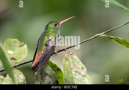 Libre de droits et le Bruant à queue, oiseau-mouche, perché sur une branche feuillue dans Mindo,l'Équateur. Amazilia tzacatl est nom scientifique Banque D'Images