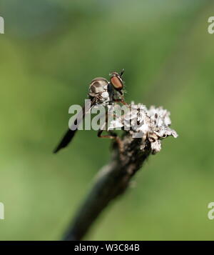 Holcocephala fusca Robber fly sur une plante macro Banque D'Images