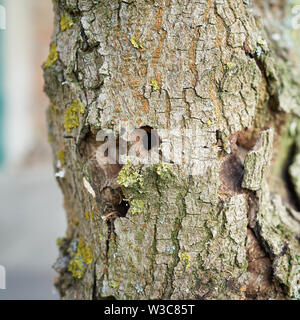 Tronc de l'arbre de cendres d'abord endommagé par le longicorne asiatique à Magdebourg Banque D'Images