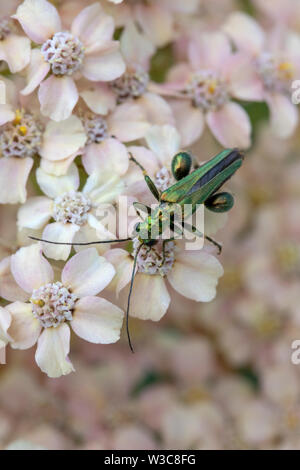 D'épaisseur de fleurs à pattes (Oedemera nobilis), également connu sous le nom de bombement-thighed beetle et le faux, de l'huile sur l'Achillea millefollium Banque D'Images