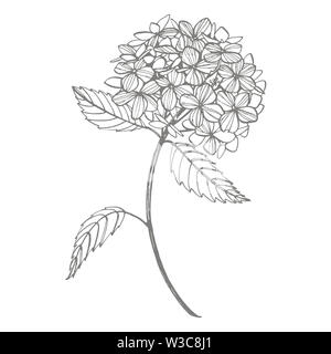 L'Hydrangea illustration graphique dans un style vintage. Dessin de fleurs et de dessiner avec la ligne-art sur fonds blancs. Illustration des plantes botaniques Banque D'Images