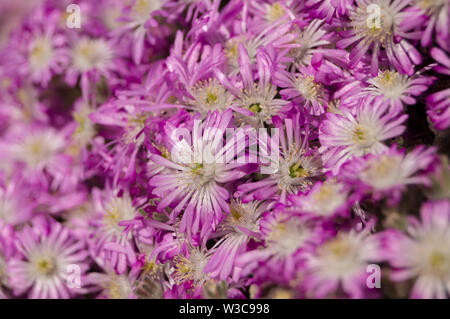 Hottentot Fig Fleurs. Carpobrotus edulis (Aizoaceae) Banque D'Images