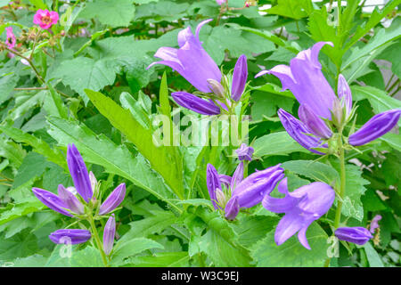 Cultivar pourpre floraison milky bellflower Campanula Lactiflora Prichard's aka variété dans le jardin d'été Banque D'Images