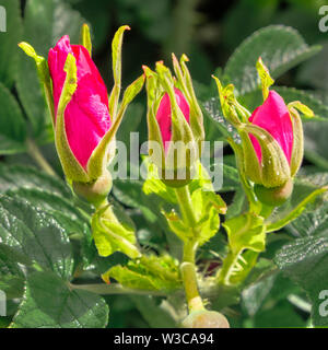 Trois boutons de la Rosa rugosa rose sauvage croissant le long de la route à voie unique par l'arrière de Keppock Banque D'Images