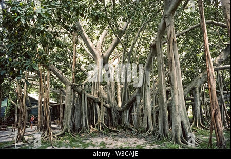 Cet énorme arbre banyan (Ficus benghalensis) n'était que de 4 pieds (1,2 mètres) de hauteur lorsque planté en 1925 par le célèbre inventeur américain Thomas Alva Edison à sa succession d'hiver à Fort Myers, Floride, USA. Originaire de l'Inde et membre de la fig famille, c'était le premier arbre de banian plantés dans la zone continentale des États-Unis. Au fil des ans des racines aériennes se sont développées vers le bas de ses branches d'élargir la zone couverte par l'arbre à plus de 1 acres (0,41 hectares). Le banyan est une fonctionnalité de vastes jardins botaniques qui font partie de l'hiver 1880 d'Edison et de laboratoire d'accueil ouvert à l'année pour les visiteurs. Banque D'Images