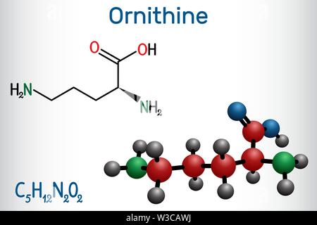 L'ornithine-proteinogenic non molécule d'acide aminé, est utilisé dans le cycle de l'urée. Formule chimique structurale et molécule modèle. Vector illustration Illustration de Vecteur