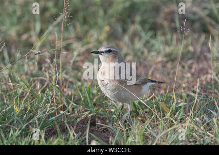 Traquet motteux (Oenanthe isabellina Isabelline) Banque D'Images