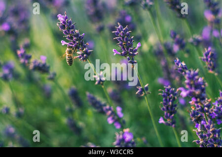 Sur l'abeille carniolienne un plant de lavande Banque D'Images