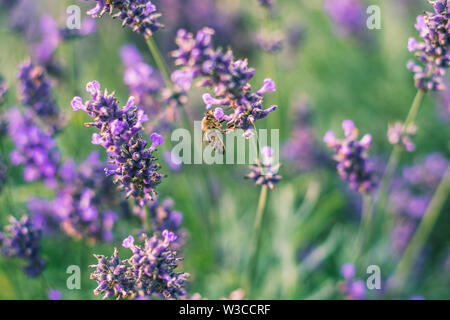 Sur l'abeille carniolienne un plant de lavande Banque D'Images