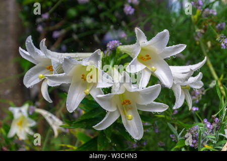 Groupe de fleurs de lys blanc couvert de gouttes de pluie dans le jardin Banque D'Images