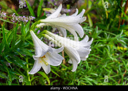 Groupe de fleurs de lys blanc couvert de gouttes de pluie dans le jardin Banque D'Images